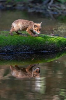 One young red fox, Vulpes vulpes, walking over a mossy rock in a shallow forest creek in late light