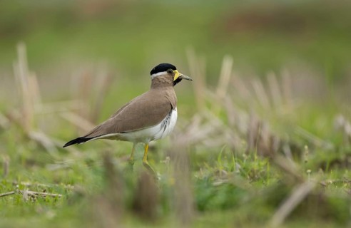 Yellow-wattled Lapwing (Vanellus malabaricus) foraging in a dry agricultural field, Sreepur,