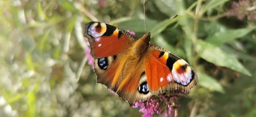 Colourful butterfly, peacock butterfly (aglais io) on a flower in nature, Rennsteig, Franconian