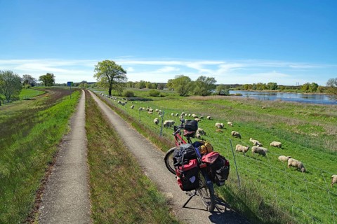 A bicycle stands on a path next to grazing sheep on a river, spring, bicycle tourism, bicycle