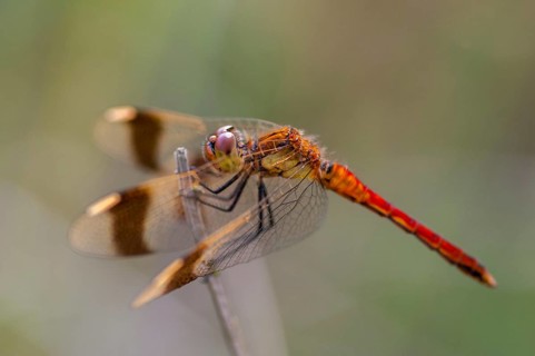 2009, banded darter, Brandenburg, banded heather, Germany, Nabu, national natural heritage, natural
