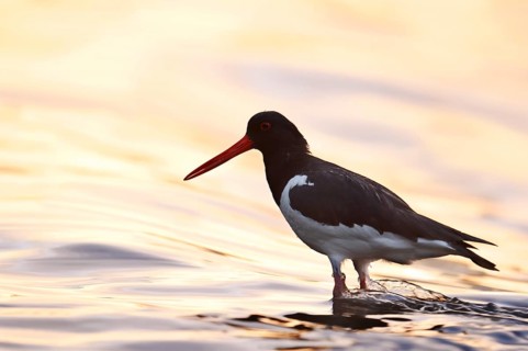 An oystercatcher (Haematopus ostralegus) stands in the water at sunrise, North Rhine-Westphalia,