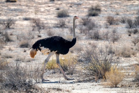 Male common ostrich (Struthio camelus), Kgalagadi Transfrontier National Park, Northern Cape, South