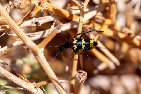 Zigzag Blister Beetle (Hycleus zigzagus), Namib Desert, Namib Naukluft Park, Namibia