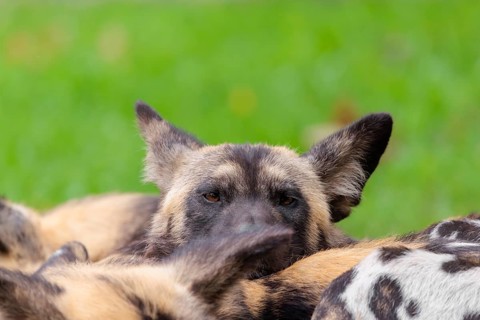 A pack of 4 African Wild Dogs, Lycaon pictus, rest on a green meadow