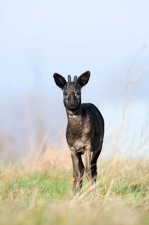 European roe deer (Capreolus capreolus), black roe deer, roebuck with velvet antlers, Lower Saxony,