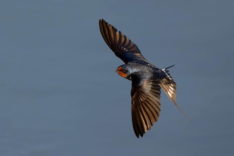 Barn Swallow (Hirundo rustica) flying, Mecklenburg-Western Pomerania, Germany