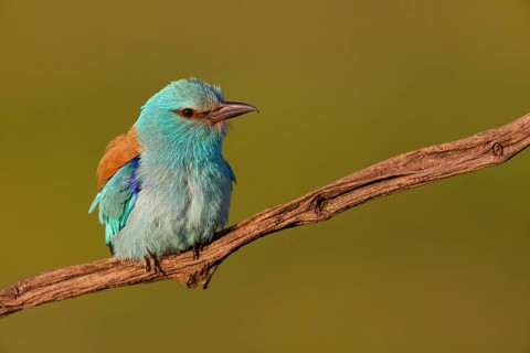 European roller (Coracias garrulus), on perch, Tower Hide, Tiszaalpár, Kiskunsági National Park,