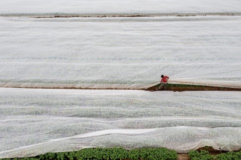 Potato field, fleece cover is removed, the fleece is intended to protect against weather