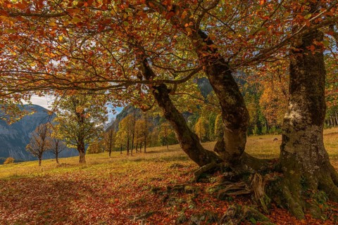 Engtal, Großer Ahornboden, Karwendel Mountains, Limestone Alps, Austria, autumnal coloured sycamore