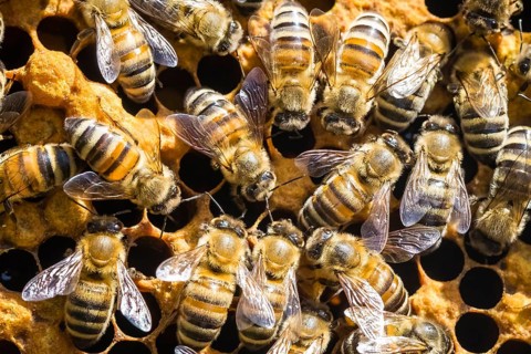 Honey bees on honeycomb in a beehive, Lower Saxony, Federal Republic of Germany