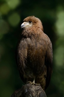 Mountain caracara (Daptrius megalopterus) (Phalcoboenus megalopterus), immature, captive, occurring