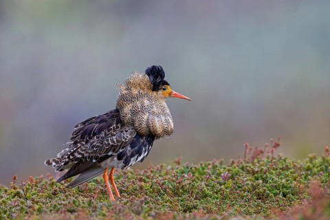 Ruff, (Philomachus pugnax), animals, birds, plumage during mating season, snipe bird, courtship,