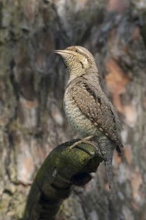 Eurasian Wryneck (Jynx torquilla), Saxony, Germany