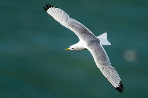 Black-legged Kittiwake, Rissa tridactyla, bird in flight over sea, Bempton Cliffs, North Yorkshire,