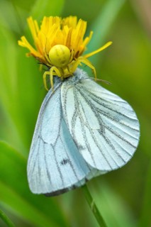 Arachnida, green-veined white, green vein whitling, misumena vatia, pieris napi, rapeseed whitling,