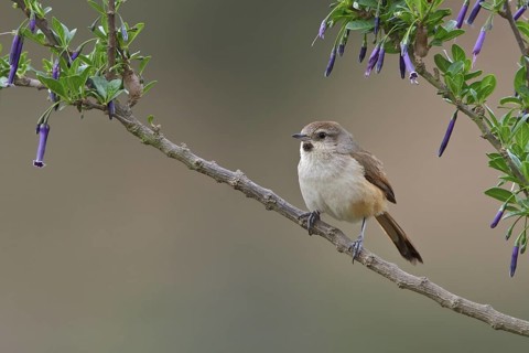 Creamy-breasted Canastero (Asthenes dorbignyi) perched on a branch in Bolivia, South America