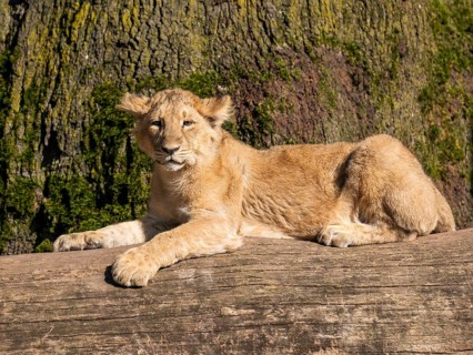 Asiatic Lion (Panthera leo persica), young lying on a tree trunk, occurrence in India, captive