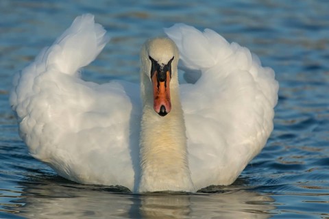 Mute Swan (Cygnus olor), Upper Austria, Austria