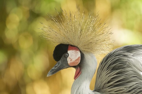 Grey Crowned Crane (Balearica regulorum), Germany