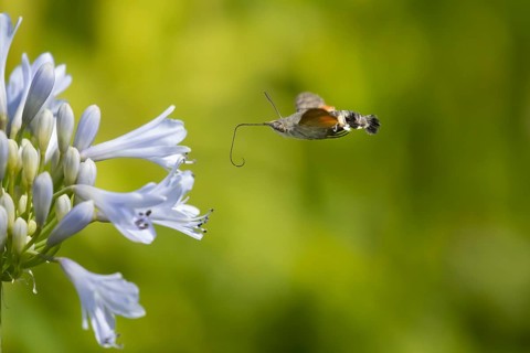 Hummingbird hawkmoth (Macroglossum stellatarum) adult moth insect in flight approaching a garden