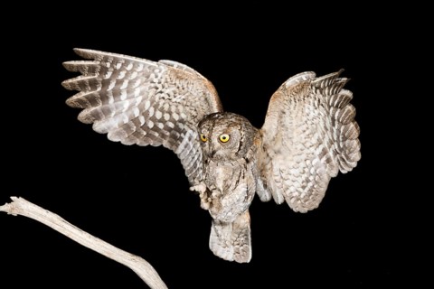 Eurasian Scops Owl (Otus scops) approaching a branch, Aosta Valley, Italy