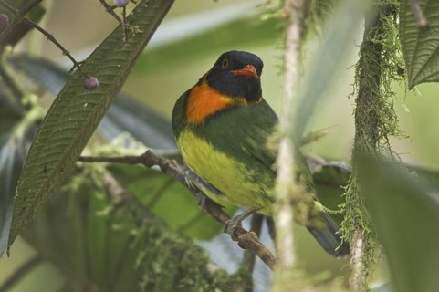 Orange-breasted Fruiteater (Pipreola jucunda) male, Ecuador