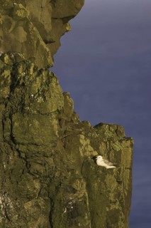 Northern Fulmar (Fulmarus glacialis), Iceland