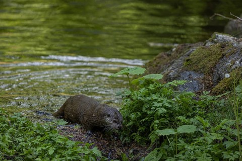 One Eurasian otter (Lutra lutra), walking over a mossy rock. Green water reflections in the