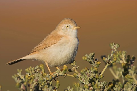 African Desert Warbler (Sylvia deserti), Morocco