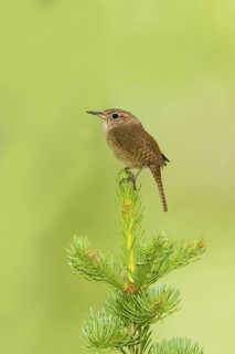 House Wren Troglodytes aedon east of Beaver, Utah, United States 4 July Adult Troglodytidae