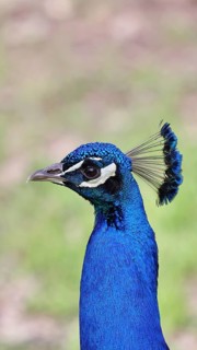 Indian peafowl (Pavo scalloped ribbonfish), portrait, captive, North Rhine-Westphalia, Germany