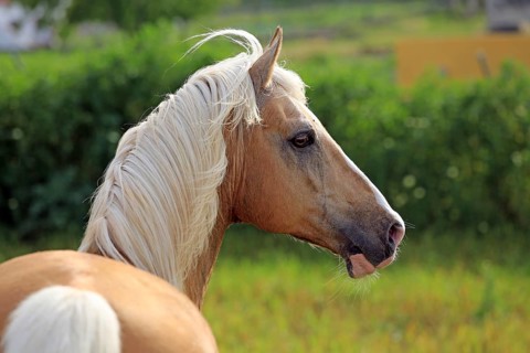 Andalusian horse, grazing, dun