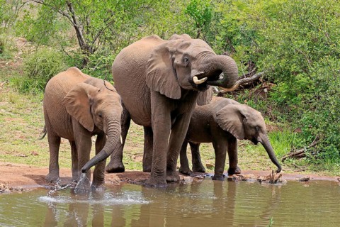 African elephant (Loxodonta africana), juvenile, mother, adult, female, mother with two juveniles,