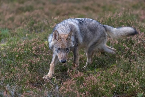 One young male eurasian gray wolf (Canis lupus lupus) running thru a forest with rocks and heather.