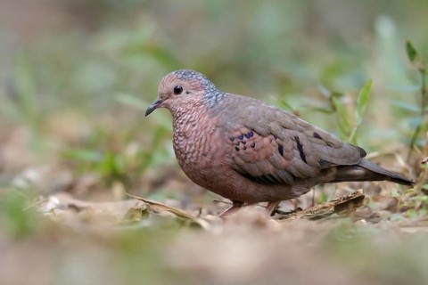 Common Ground Dove (Columbina passerina) perched on the ground in Cuba