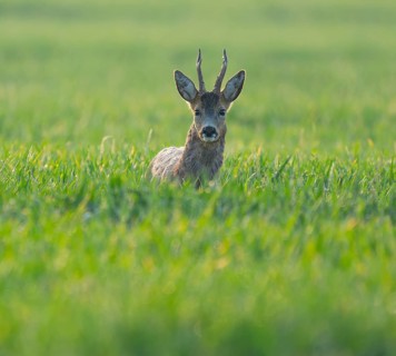 European roe deer (Capreolus capreolus), roebuck standing in a grain field and looking attentively,