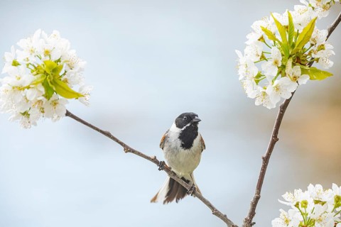 Reed bunting (Emberiza schoeniclus) ml Germany