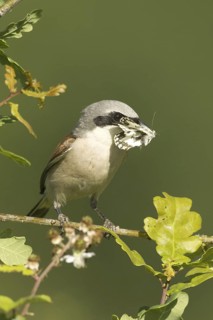 Red-backed Shrike (Lanius collurio) male, Rhineland-Palatinate, Germany