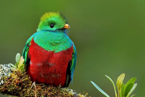 Resplendent Quetzal, Pharomachrus mocinno, from Savegre in Costa Rica with blurred green forest