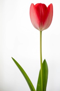 A red tulip with green leaves against a blurred white background