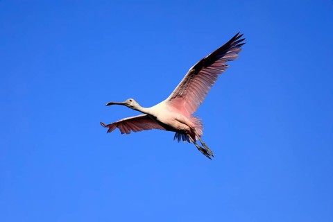 Roseate spoonbill (Platalea ajaja), adult, flying, St. Augustine, Florida, North America, USA