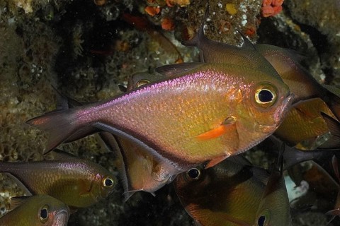 Schwenk's hatchetfish (Pempheris schwenkii)