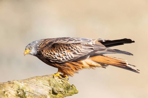 Red Kite (Milvus milvus) Germany