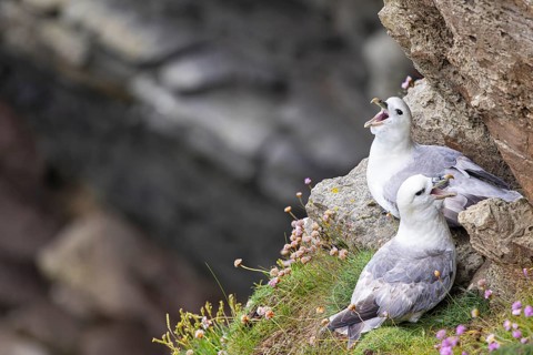 Northern fulmar (Fulmarus glacialis), breeding pair sitting in a rock niche, Orkney Islands,