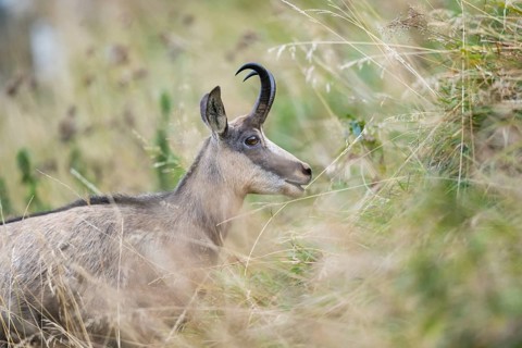 Chamois (Rupicapra rupicapra) on a meadow in the Vosges Mountains, wildlife, France