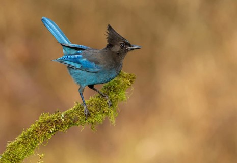 Steller's Jay (Cyanocitta stelleri), British Columbia, Canada