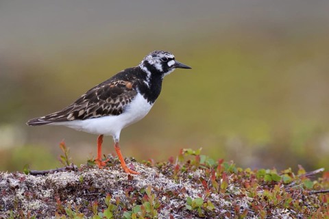 Ruddy Turnstone (Arenaria interpres), Varanger, Norway
