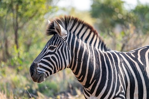 Plains zebra (Equus quagga), adult, animal portrait, Kruger National Park, South Africa