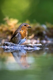 European Robin (Erithacus rubecula) perched at a waterhole, Carpathian Mountains, Romania